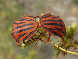 beetles two garden