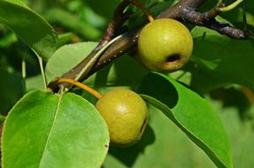 green apple tree