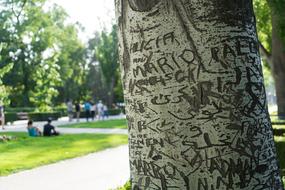 inscriptions on a white tree in the park