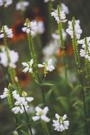 white flowers field landscape view is beautiful