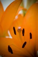 macro flower center view landscape