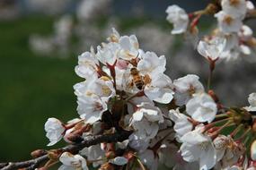 white flowers in branches landscape view