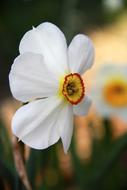 white beautiful flower with yellow center landscape