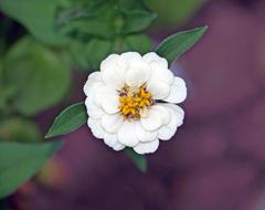 a small white flower in the garden