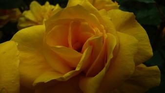 yellow magnificent bud opened