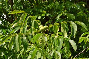 leaves trees are beautiful