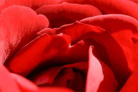 red rose petals are beautiful