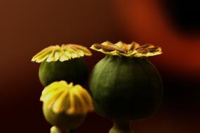 poppies blooming beautifully landscape