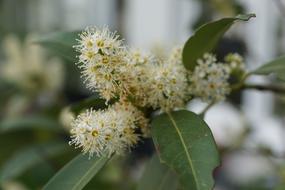 white flowers branches tree