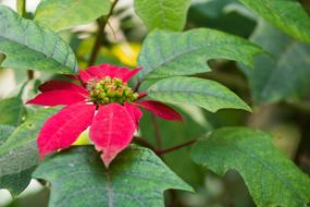 red flowers with green leaves