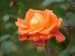 a beautiful bud with drops of water