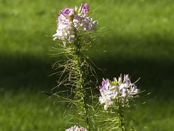 the flower is long growing