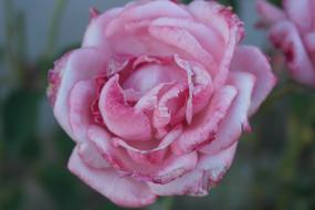 the pink bouquet is beautiful gorgeous