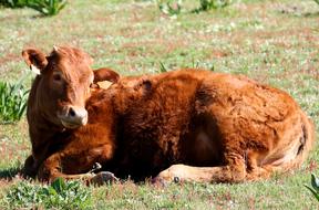 cows are brown fluffy