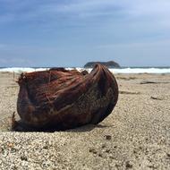 brown object on the beach