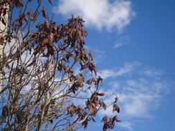 dry fall tree