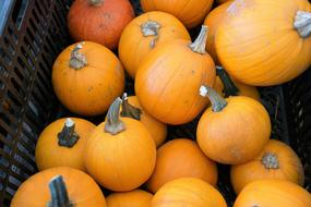 ripe pumpkins in a basket