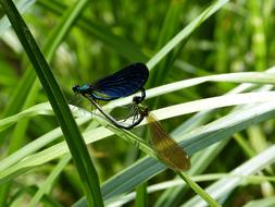 dragonfly green grass landscape