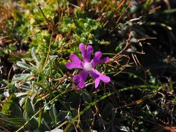 one flower in the grass