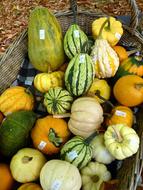 ripe farm harvest