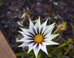 one thorny flower