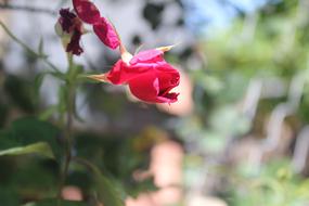 a red flower on a green stem