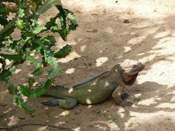 a large iguana in the sand