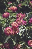 flowers pink landscape bushes