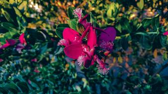 disheveled flower bush