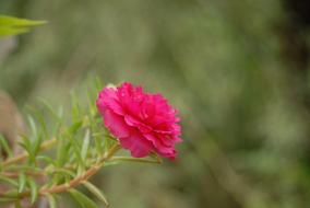 a pink flower on a green stem