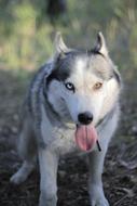 husky tongue white