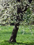 flowering tree in the garden landscape