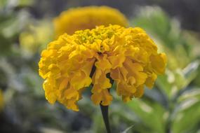 yellow flower on a stem in the garden