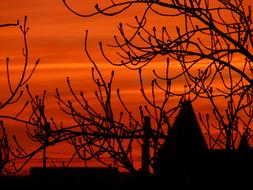 silhouettes of rooftops and trees