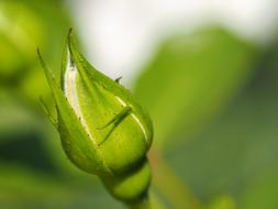 green rose stem beautiful landscape