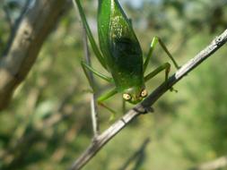 a big green beetle in a tree