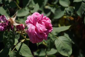 a beautiful rose in the bush