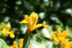 yellow iris in the garden