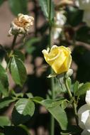 a yellow rose alone in a bush