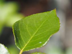 leafy green unusual