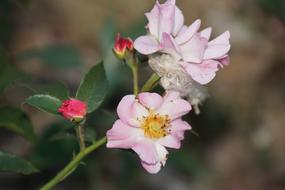 pink flowers, beautiful pink flowers, lots of them.