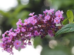 beautiful branch of flowers