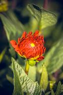 red beautiful flower in the foliage