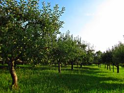 the trees in the meadow are beautifully gorgeous