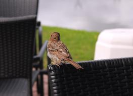 a sparrow alone in a chair