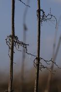 mystical branches