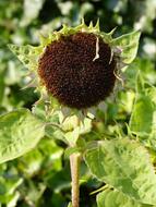 brown sunflower with seeds