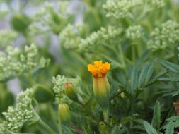 hidden orange flower in the field