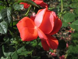 bud blooming beautifully