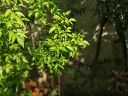 potted shrubs